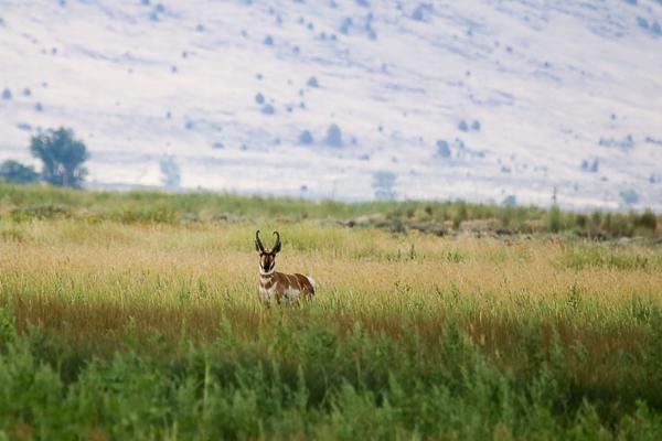 Pronghorn Hunting In California